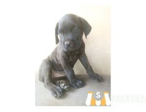 Cane Corso puppies - 2