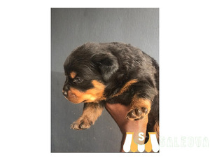 Rottweiler puppy