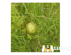 Virgin Land. Family Land.