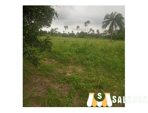 Virgin Land. Family Land. - 3